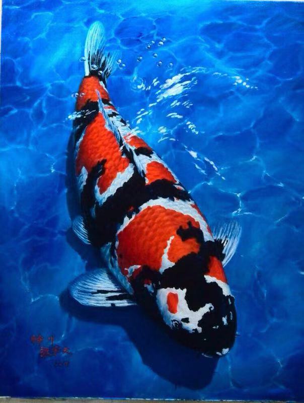 渔友张哥小视频,新鱼缸养锦鲤鱼正确的方法和技巧