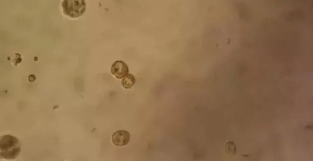 塘中的铁锈水是怎么回事,铁锈水的解决方法