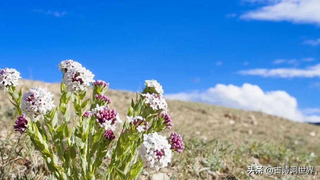 形容诗写得很唯美的四字成语,100个四字成语优美的古诗词