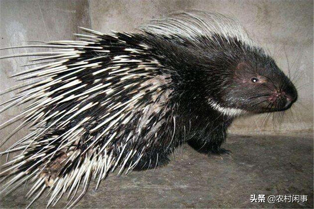 养殖豪猪效益怎么样,豪猪效益