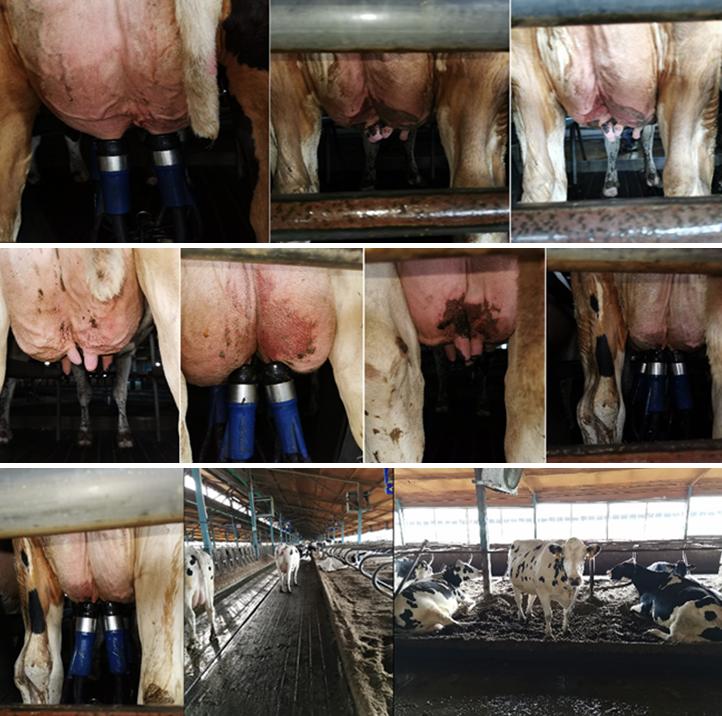 张廷青兽医,张廷青主任