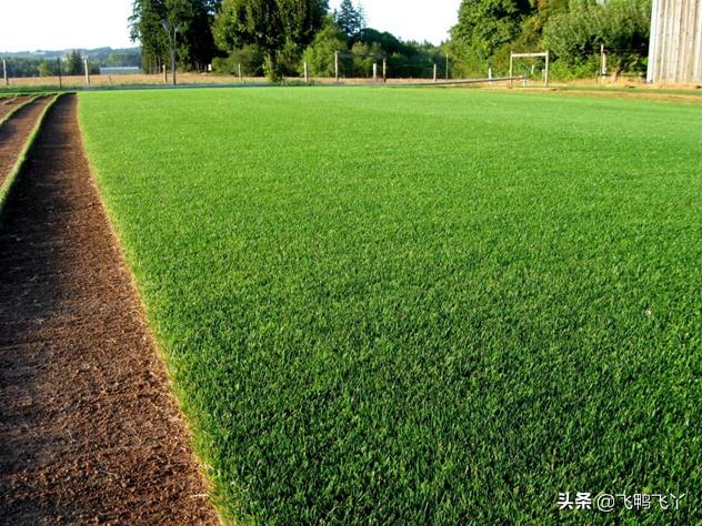 家庭庭院草坪最好种什么品种,庭院草坪草籽哪个品种好