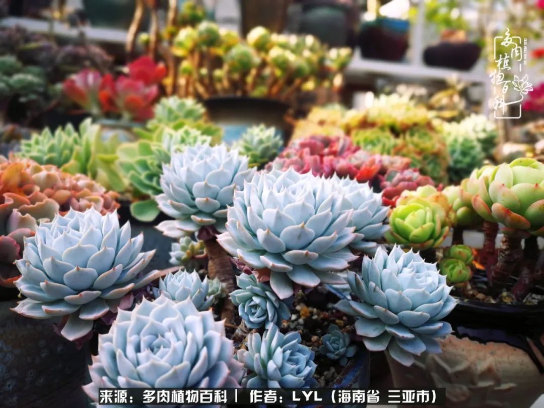 开挂区养多肉,非开挂区怎么把多肉养出状态