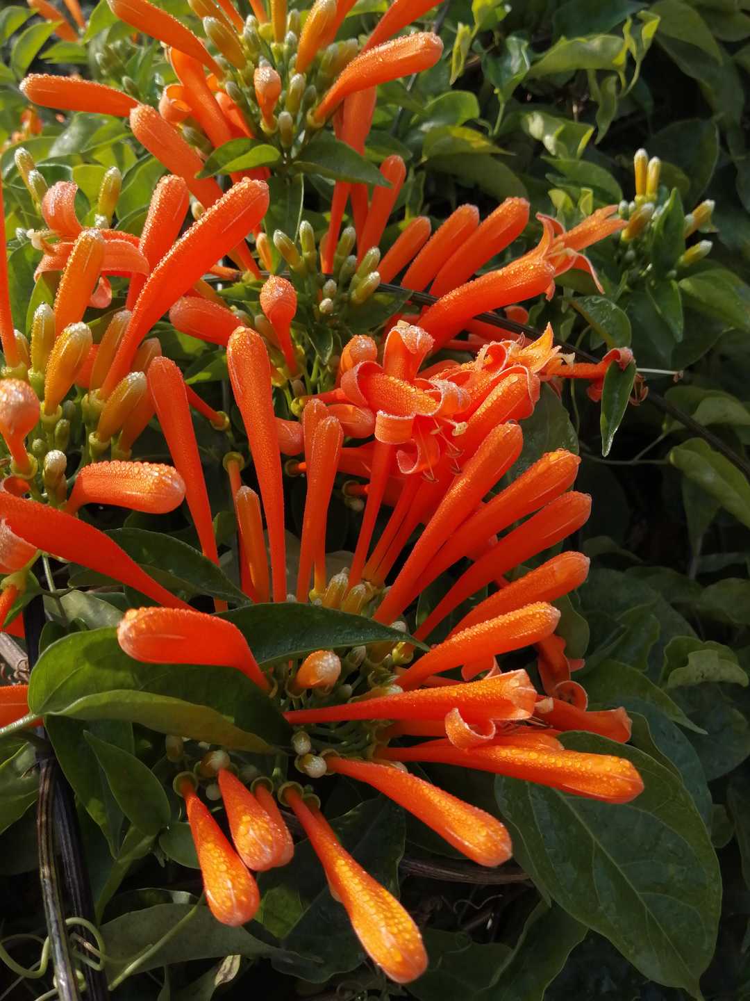 新年炮仗,炮仗花过年