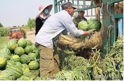 西瓜几毛钱卖不出去,瓜农卖西瓜为何才2毛一斤