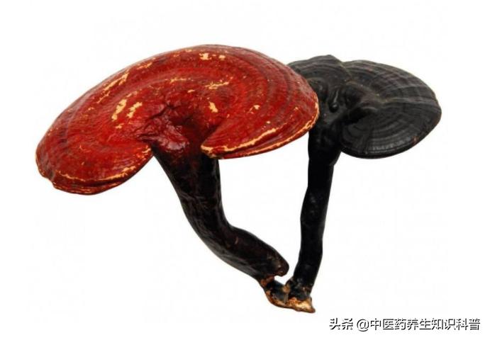 灵芝粉与破壁灵芝孢子粉的区别,灵芝破壁孢子粉与灵芝粉的区别