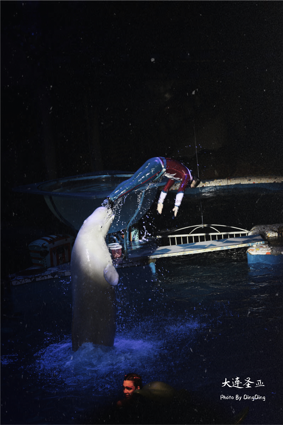 北方明珠活力四射的浪漫之都大连，国内最具特色的海洋世界圣亚