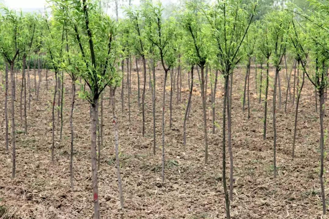 2024年下半年苗木价格会上涨吗,未来10年苗木行情预测