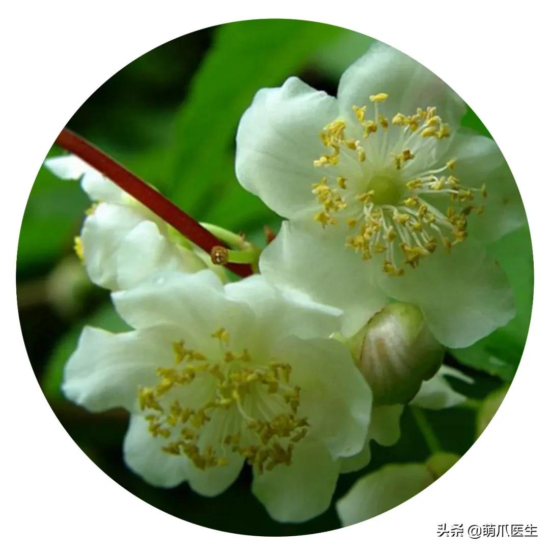 养了猫还适合养鹦鹉吗,养了猫还能养松鼠吗