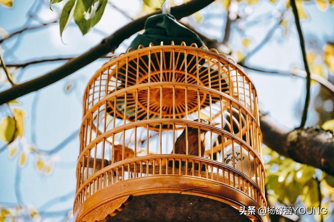隐匿于城市的世外桃源,隐藏在深山中的世外桃源