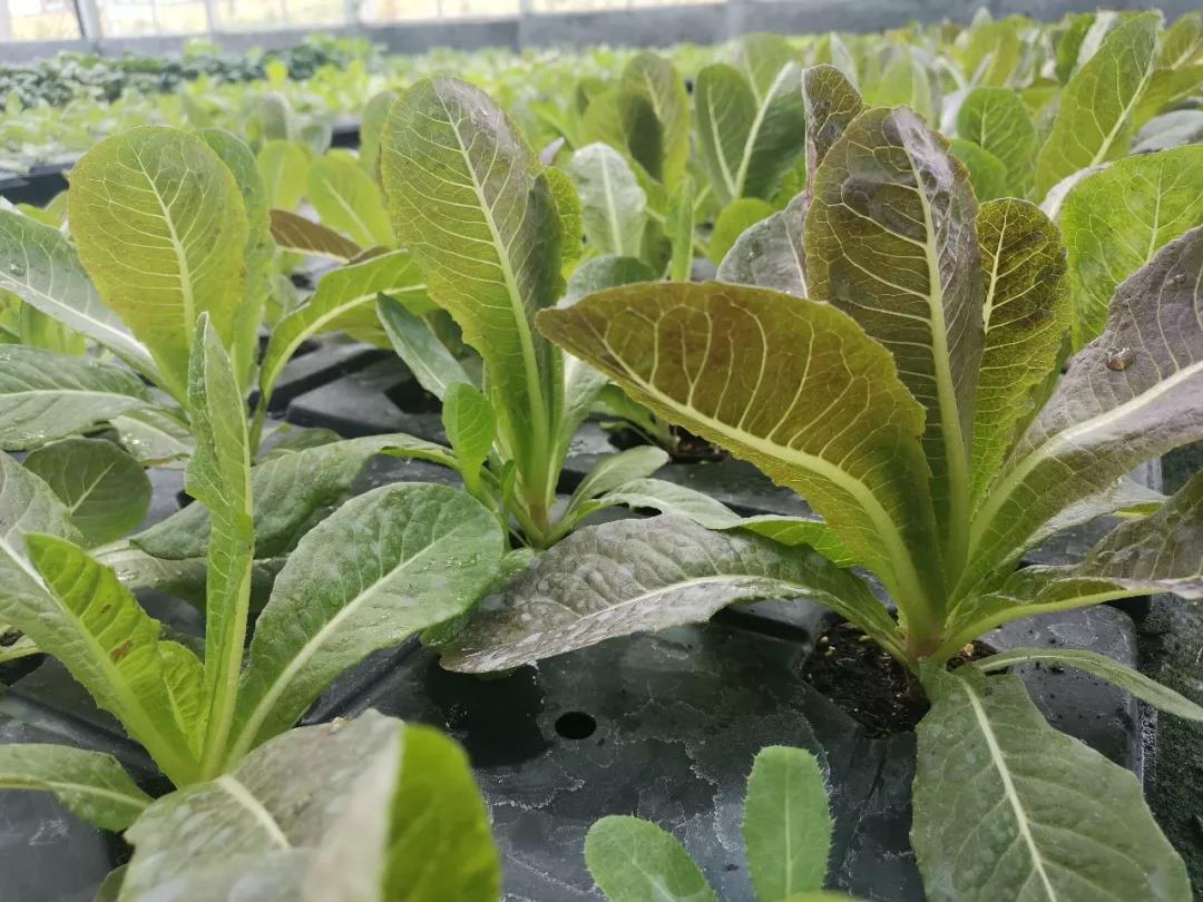 抢名额，19期中国无土栽培和土壤种植技术升级集成培训会