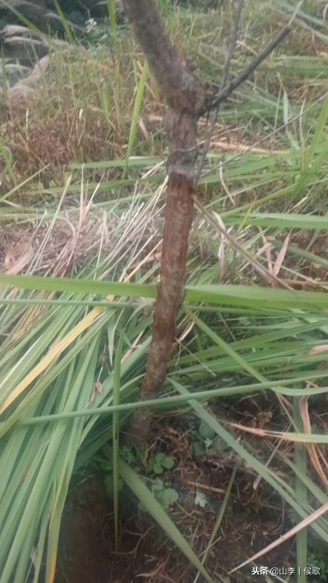 在农村养殖野生兔子方法,如何养殖兔子好吃又简单