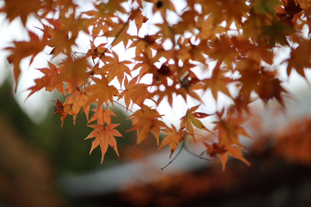 佳能50mmf1.2测评,ef50mmf1.2值得入手吗