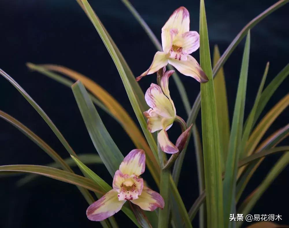 莲瓣兰的花和春剑的花有什么区别,春剑春兰莲瓣兰豆瓣兰怎么区分