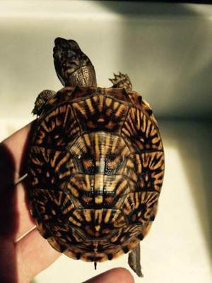 水陆两栖龟选什么龟,水陆两栖龟陆龟怎么区别