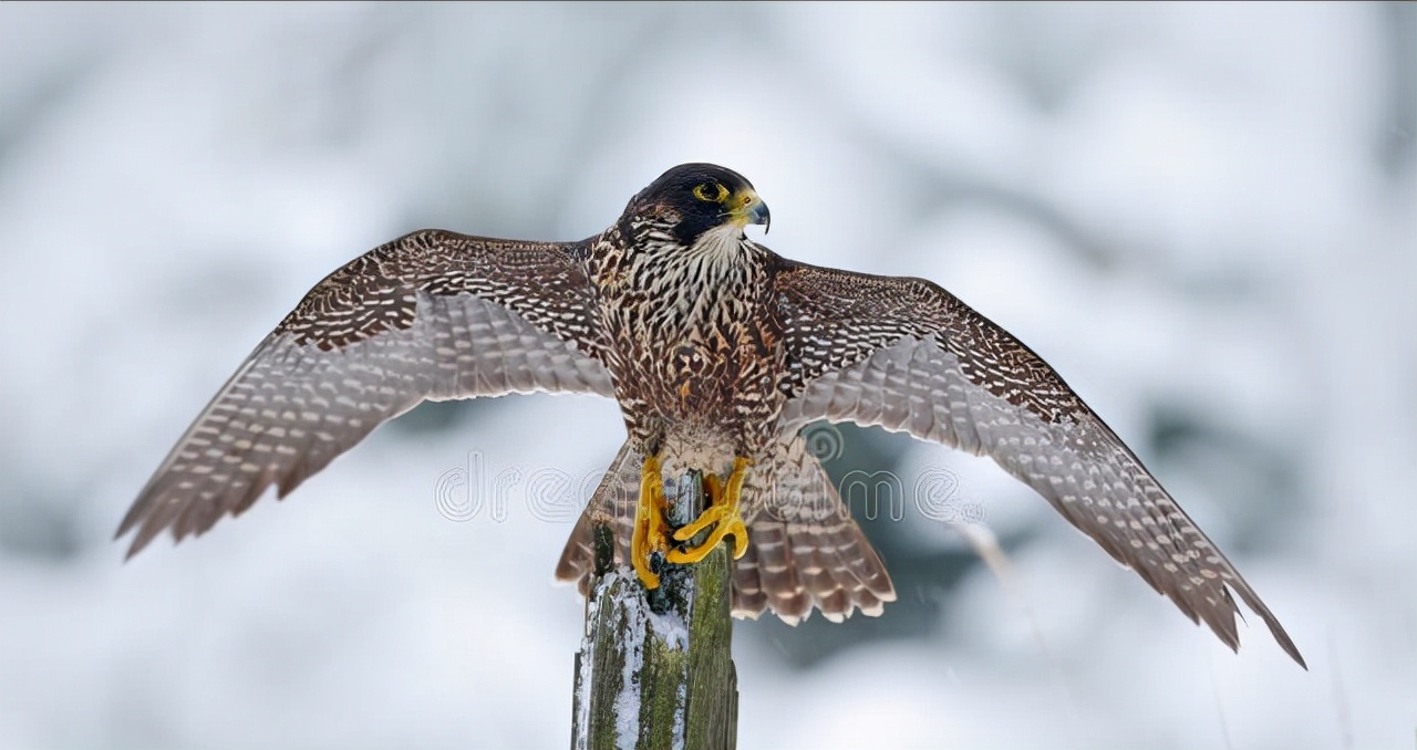 东江揽胜,惠州淡水常见鸟类图谱