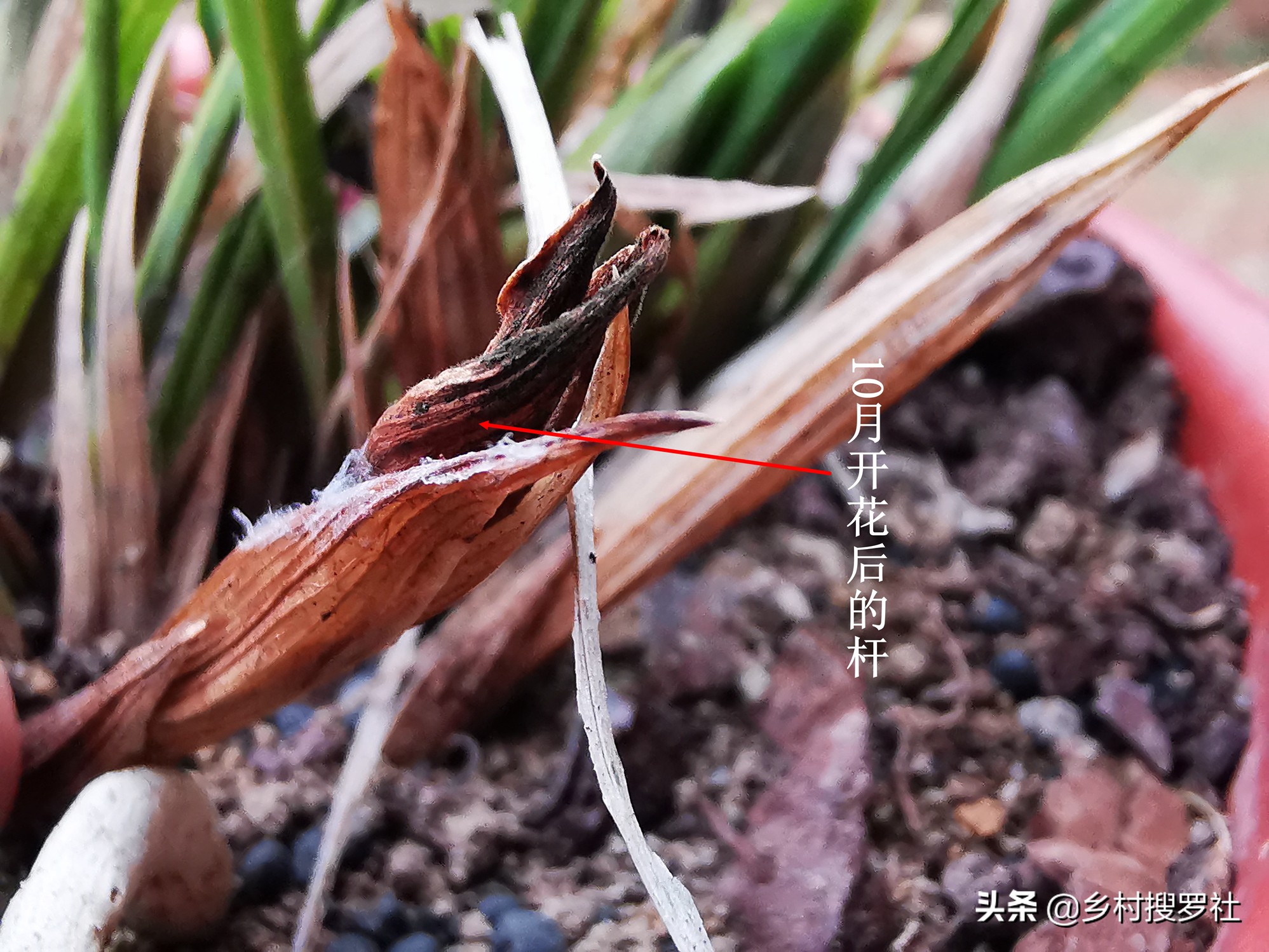 兰花长出了花苞如何让它长快一些,已有花苞的兰花怎么管理好