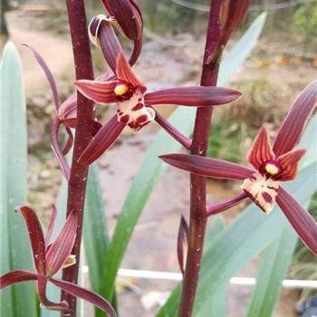 金嘴墨兰的根都空心了怎么办,金边墨兰和金嘴的区别图片