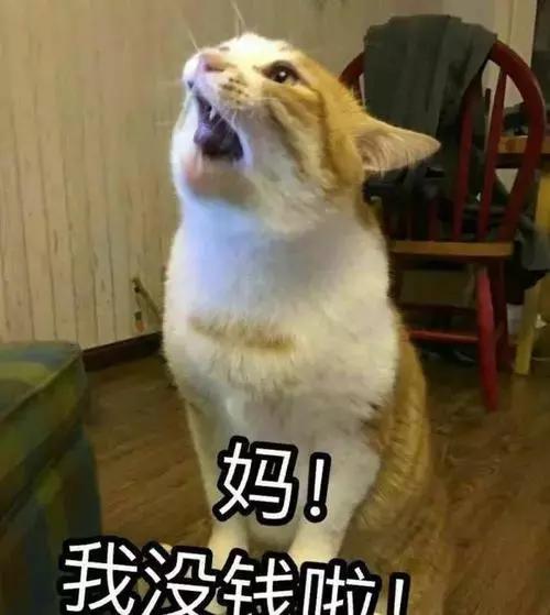 猫咪发情那些事，发情的猫咪都有什么表现呢？