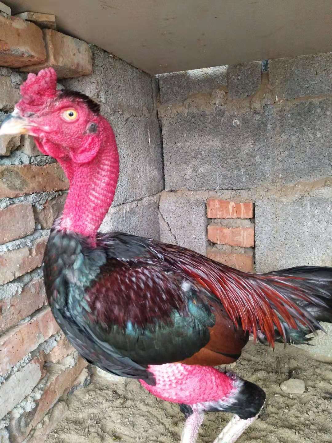 嫩鸡的配方,嫩鸡的正确吃法