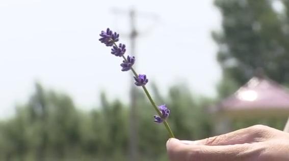 普罗旺斯古城花海,普罗旺斯滑县
