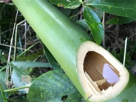 diy水浮式指南针,儿童diy指南针实验