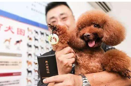 5种宠物店不推荐的狗便宜又好养,这6种狗可以放心养公认不咬人