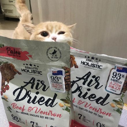 这只乳白英短，在摄影师主子镜头前，竟然活成了贵妃相，美翻了