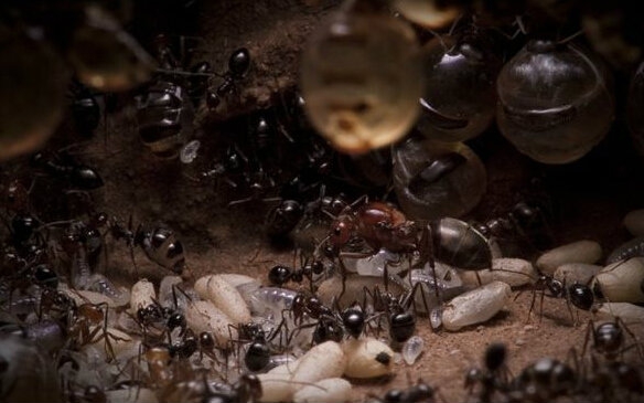 蚂蚁可以用树叶做什么有趣的事情,蚂蚁生长过程纪录片