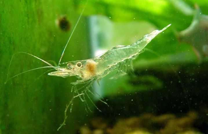 草缸长藻长螺怎么办,草缸绒毛藻去除方法