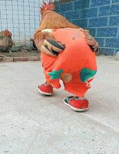 搞笑gif一看就是聪明人,搞笑gif趣图果然是亲生的笑死我了