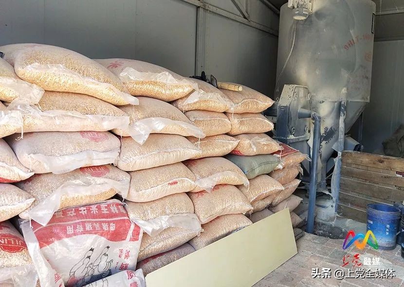 荒山林下养鸡真实案例,农村山坡笼养鸡的养殖方法