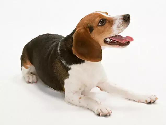 45种狗狗很难得一见你认识几种,45种最难得一见的狗