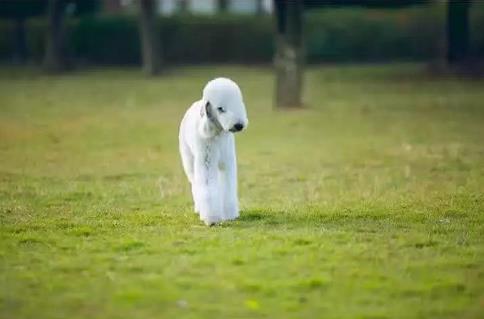 新生宠物狗怎么教,宠物小知识怎么训狗