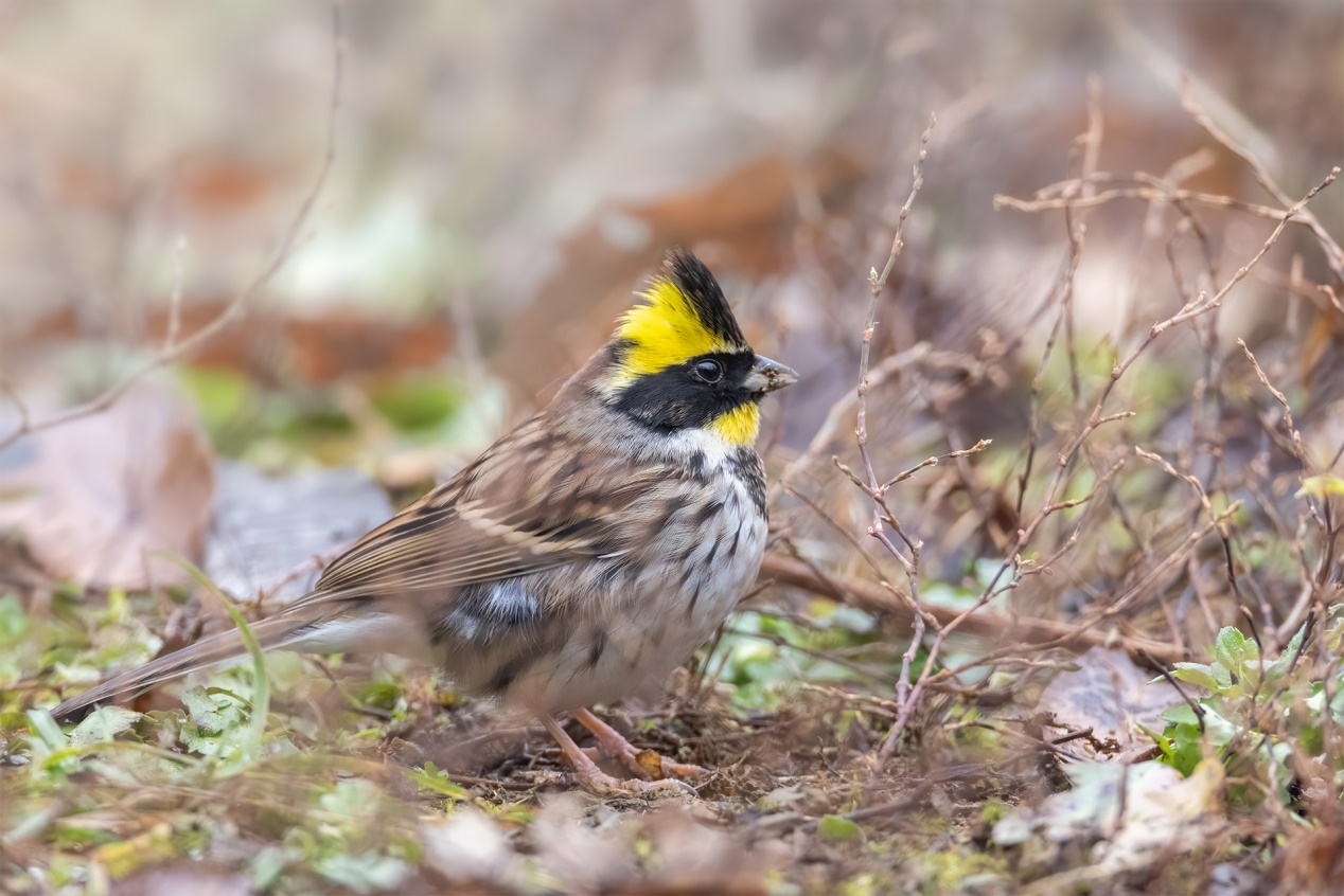 佳能r5和r5哪个更适合拍鸟,佳能eosr5适合拍鸟吗
