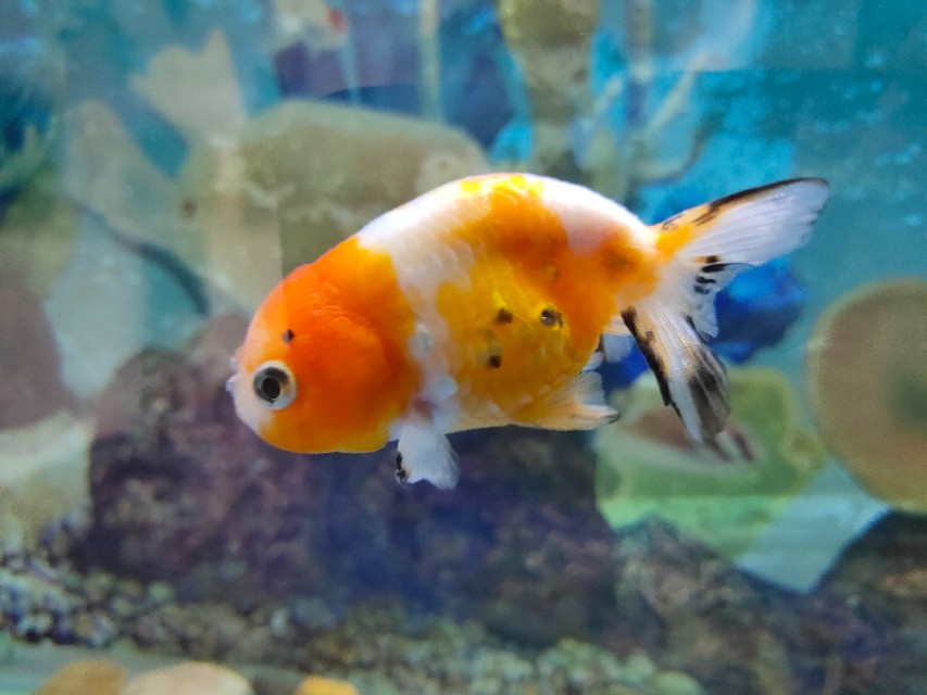 成都动物园免费预约,成都动物园视频全景