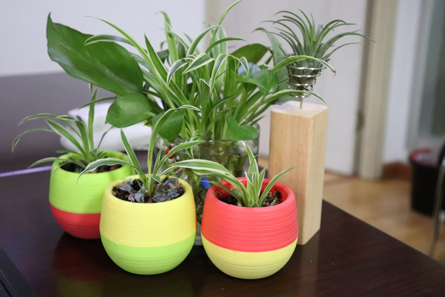 水培绿萝已经长得很茂盛怎么养护,水培绿萝如何养殖越长越旺盛