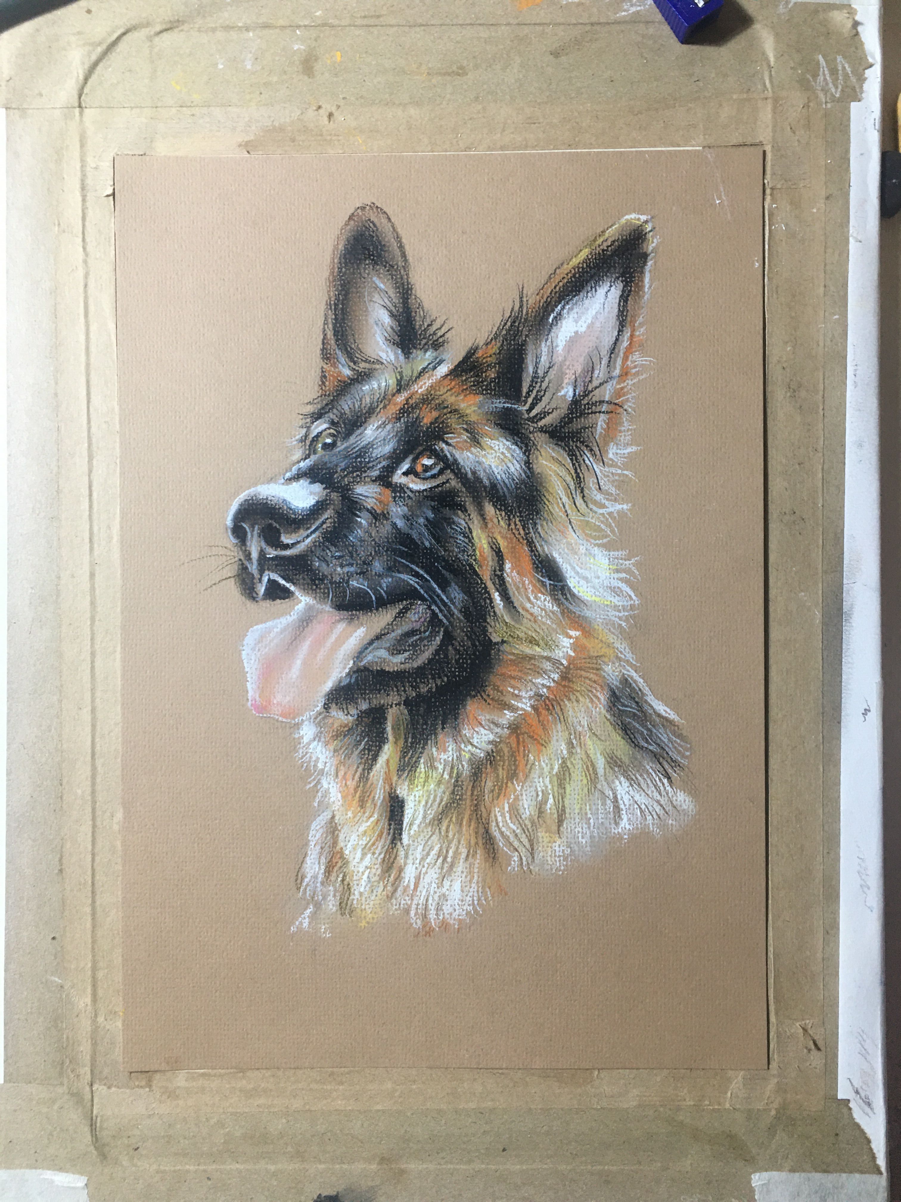 写实彩铅中华田园犬,德牧彩铅画法步骤