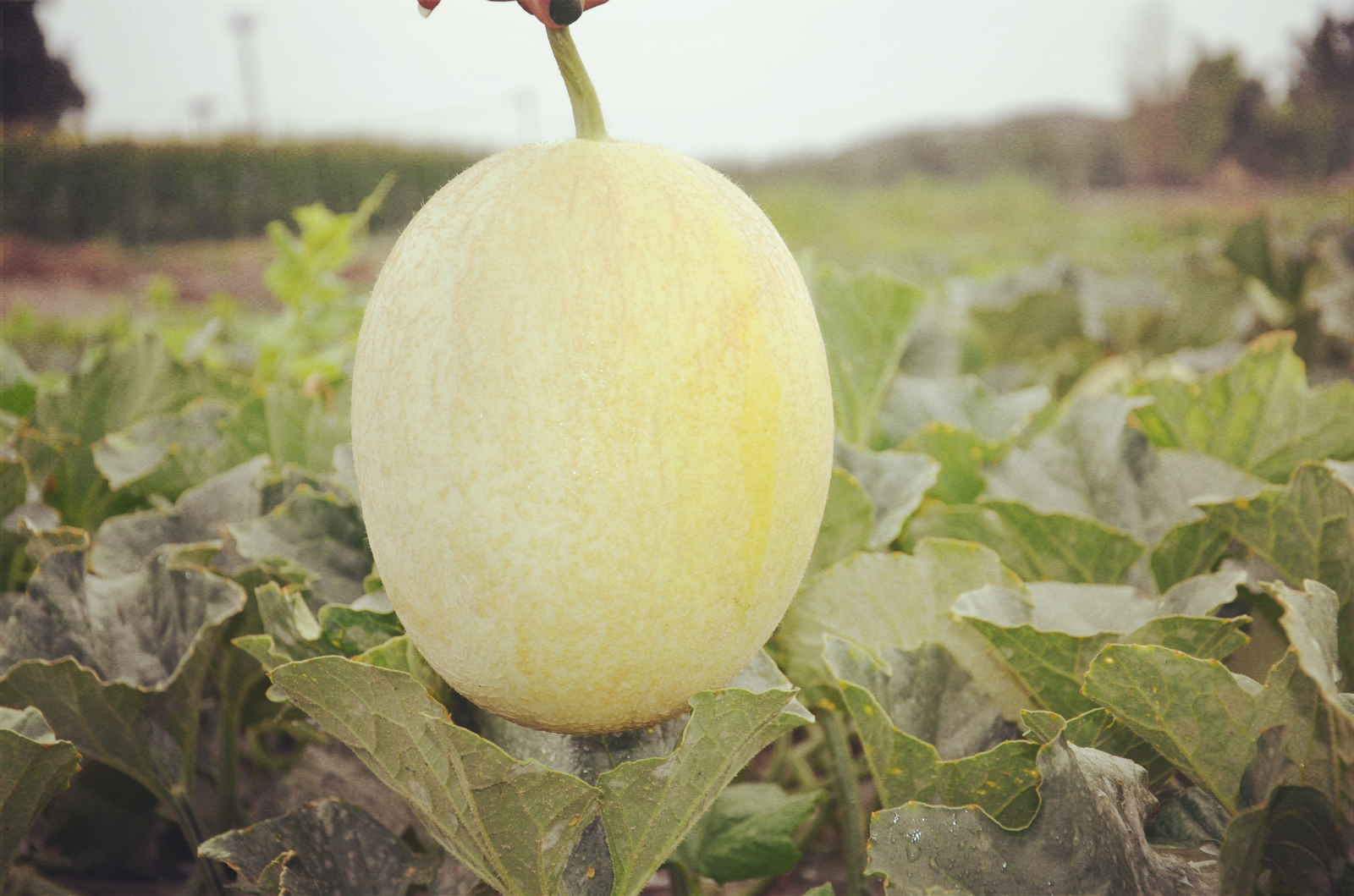 都热成什么亚子啦！网友：39℃的天，我只想来口蜜瓜压压惊