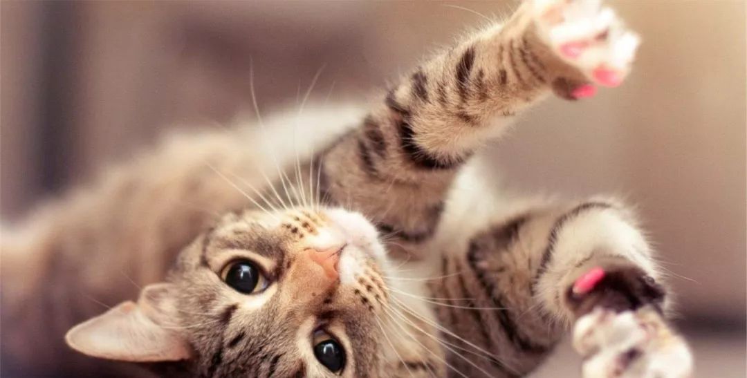 猫怀孕了怎么照顾猫咪,猫咪怀孕了怎么照顾