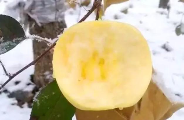 这3种水果别舍不得吃,农村人最爱吃的4种水果