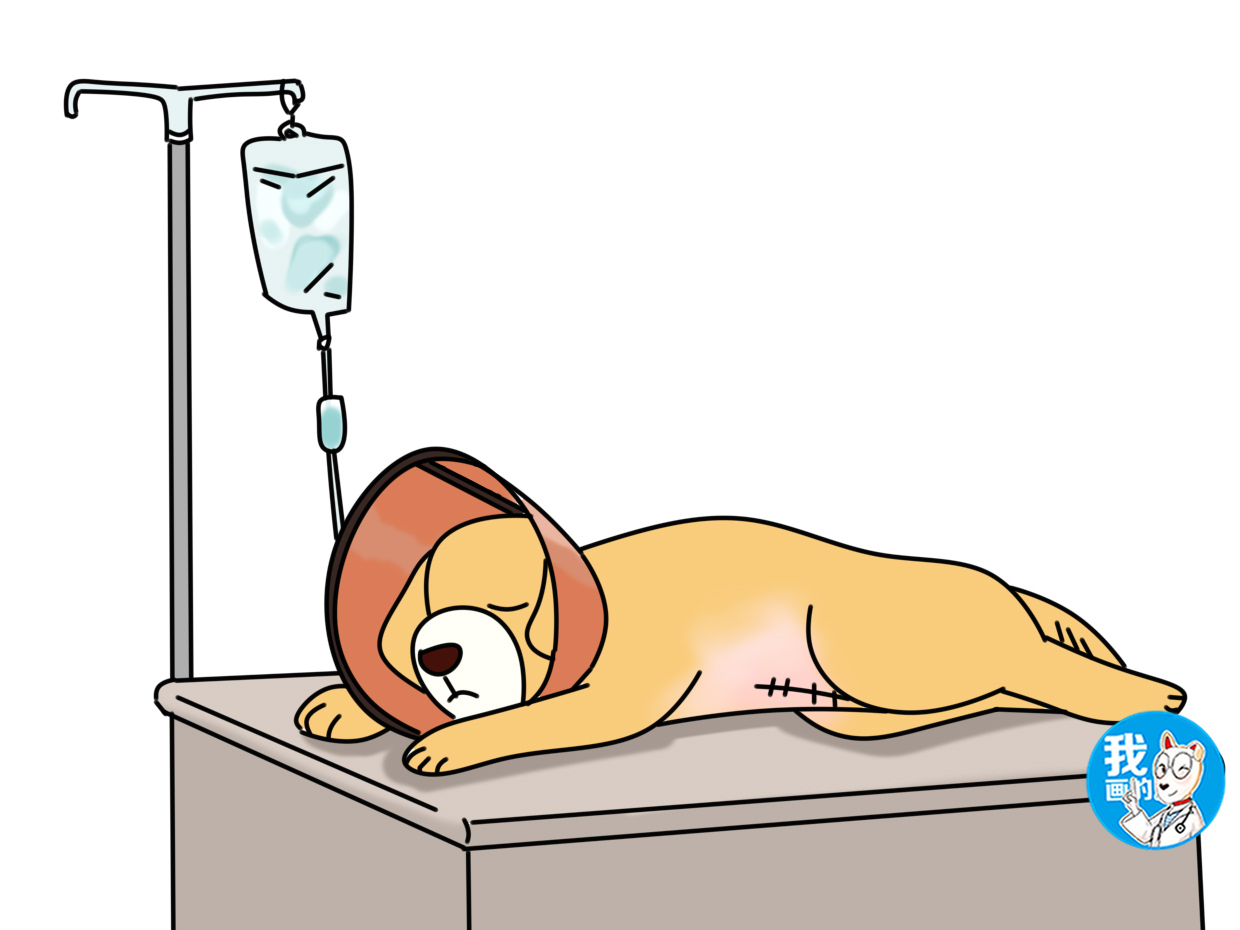 狗狗剖腹产对身体伤害大吗,剖腹产的狗狗要多久会恢复