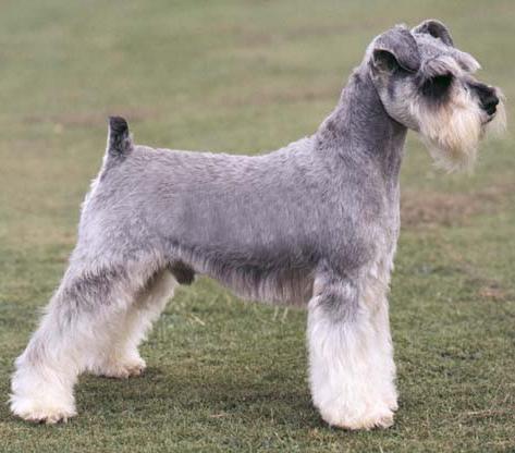 全世界100种名贵狗,世界上46多种名狗图文说明