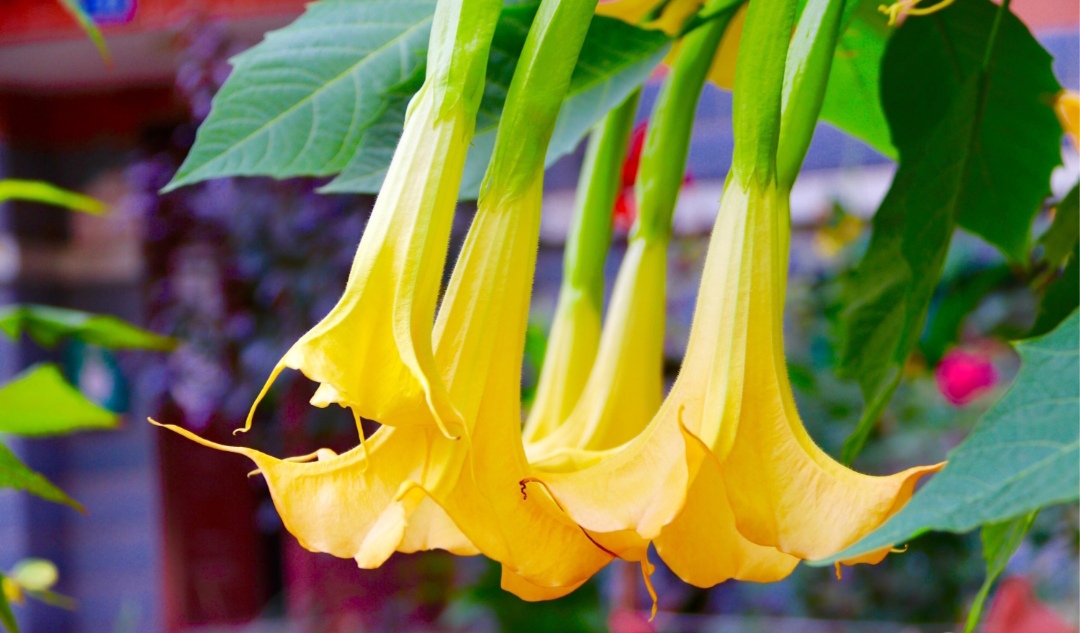 鎴峰涓嶈兘瑙︾鐨勬瘨鑺辨湁鍝簺,鍝簺姣掕姳涓嶈兘瑙︾