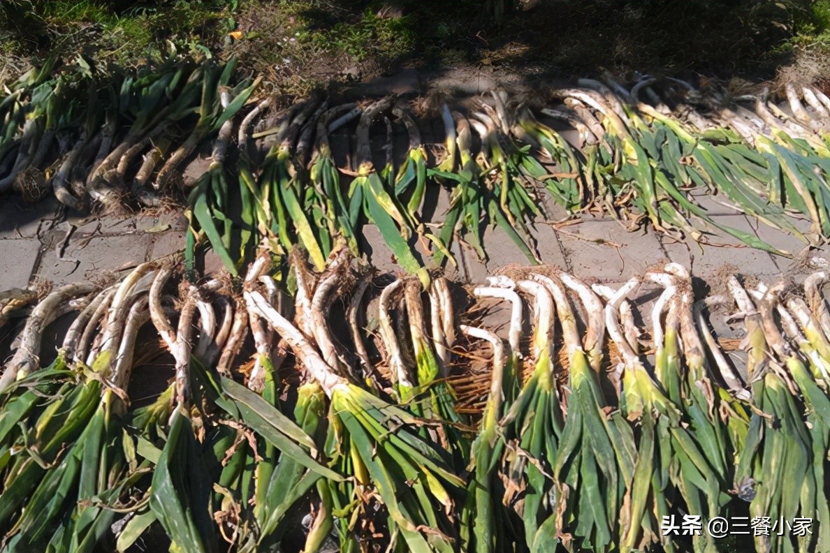 大葱怎么保存好过冬,大葱怎么保存比较好吃