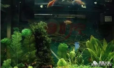 鱼缸水浑浊用什么东西可以清洗,净化鱼缸水质常见的东西