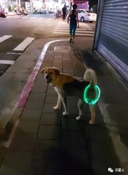 发光遛狗项圈,狗狗led发光项圈
