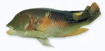 世界顶级海鲜鱼类,史上最完整鱼类海鲜图鉴