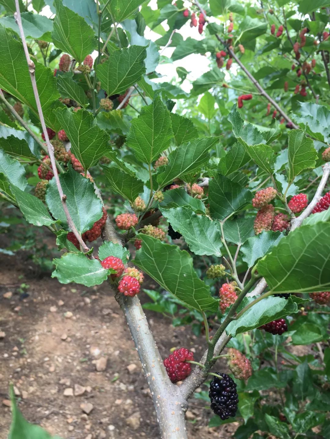 桑葚酒酿制多长时间可用,桑葚酒酿造方法