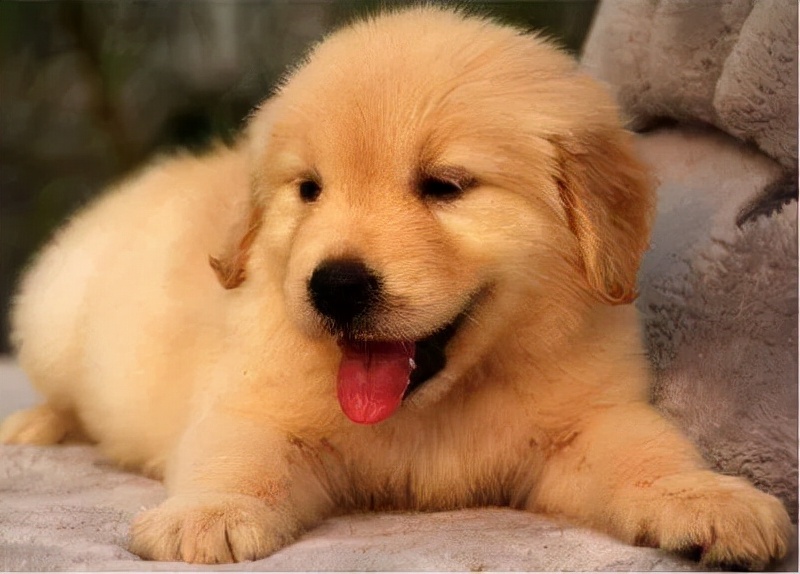 金毛犬的正确饲养方法你知道多少,金毛犬饲养教程